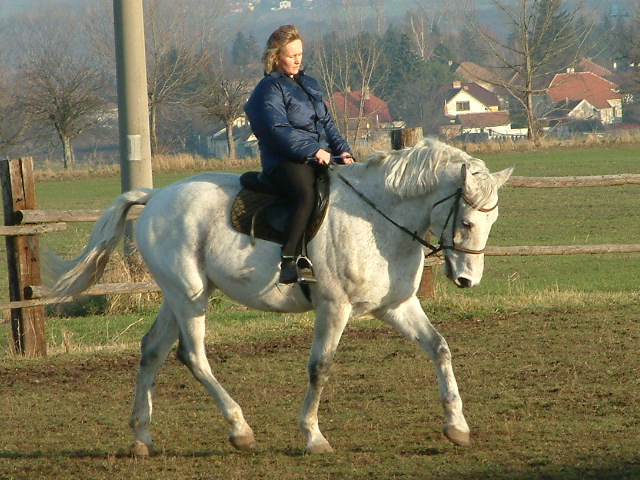 koně 031.jpg