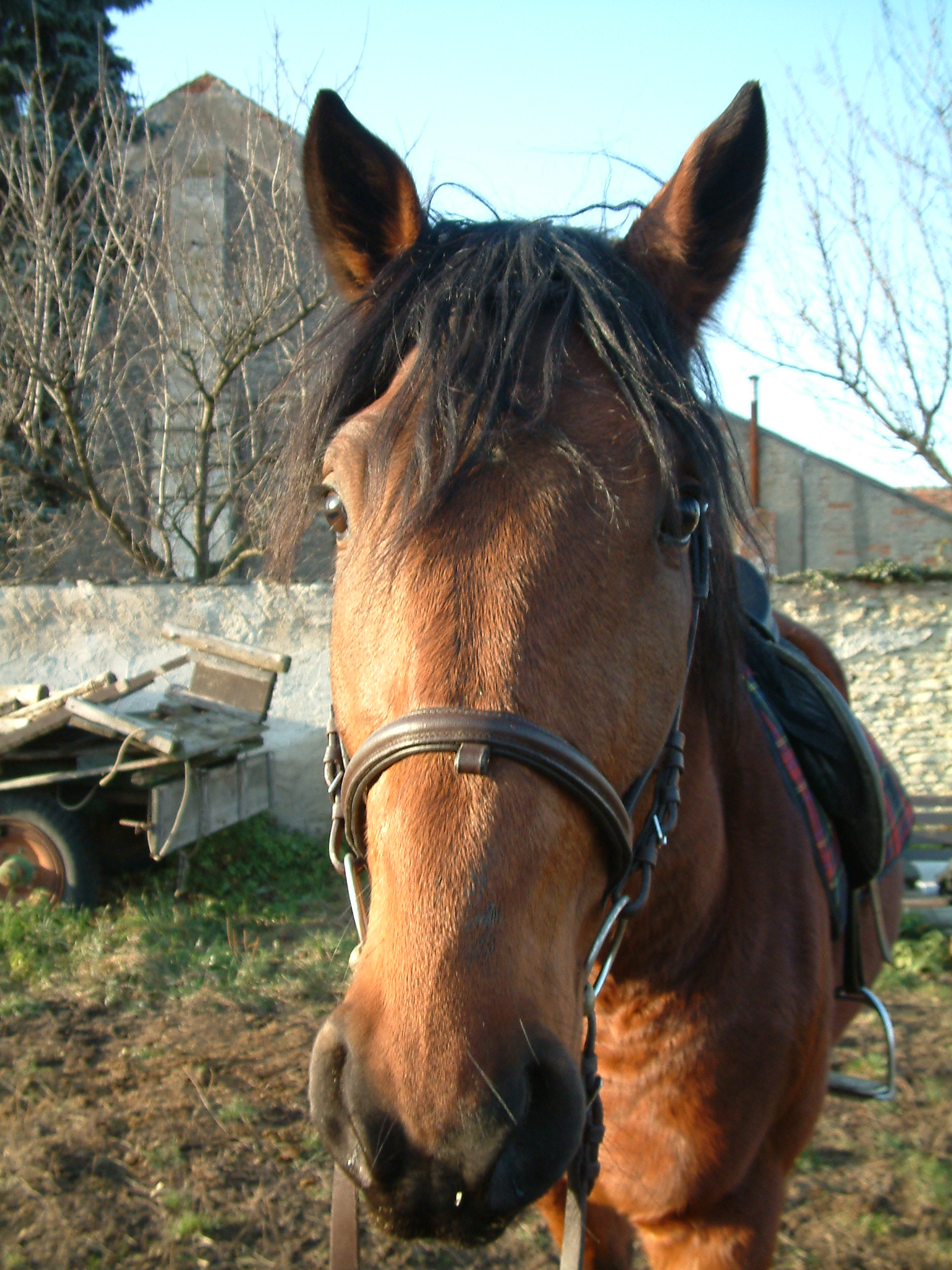 koně 053.jpg