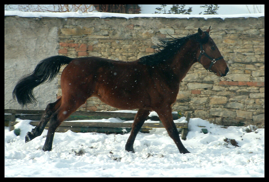 kone 043.jpg